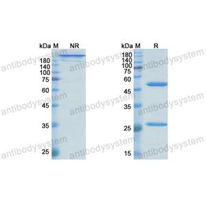 Research Grade HuCC49  (DHK10004)