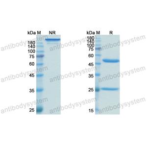 奥戈伏单抗,Research Grade Oregovomab  (DHJ31003)