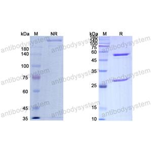 Research Grade Sontuzumab  (DHD14202)