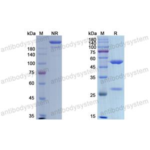 Research Grade Etaracizumab  (DHC21902)