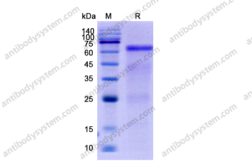 流式抗体：Human GOLM1/GP73 Antibody (SAA0106) FHJ23810,GOLM1/GP73