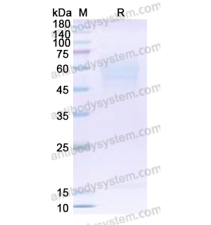 流式抗体：Human CD358/TNFRSF21 Antibody (M53-E04) FHB23210,CD358/TNFRSF21