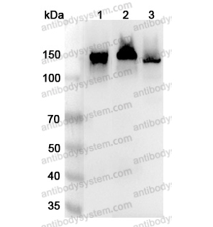 流式抗體：Human CD325/CDH2 Antibody (1H7) FHD31910,CD325/CDH2