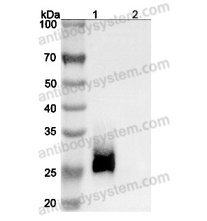 抗 Human CD147/BSG (SAA0324) 单克隆抗体,Research Grade Anti-Human CD147/BSG (SAA0324) (RHE14001)
