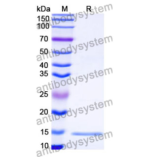 抗 HCMV/HHV5 HHRF3/US28 納米抗體 (SAA1150)(RVV21601),Anti-HCMV/HHV5 HHRF3/US28 Nanobody (SAA1150)