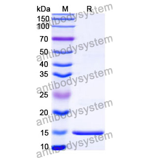 抗 HCMV/HHV5 HHRF3/US28 納米抗體 (SAA0899)(RVV21602),Anti-HCMV/HHV5 HHRF3/US28 Nanobody (SAA0899)