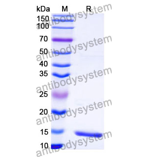 抗 HCMV/HHV5 HHRF3/US28 納米抗體 (SAA1107)(RVV21603),Anti-HCMV/HHV5 HHRF3/US28 Nanobody (SAA1107)