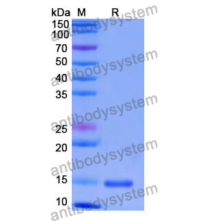 抗 Human CD269/TNFRSF17/BCMA 納米抗體 (SAA1321)(RHF92401),Anti-Human CD269/TNFRSF17/BCMA Nanobody (SAA1321)