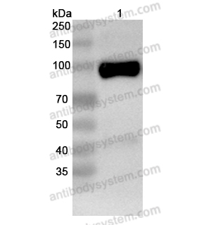 抗體：Human GRIN1/NMDAR1 Antibody (N308/48R) RHG05302,GRIN1/NMDAR1