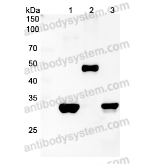 抗体：Strep Tag (WSHPQFEK) Antibody (3E8#) RGK26102,Strep Tag (WSHPQFEK)