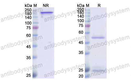 抗 Human CD50/ICAM3 (ICM3) 单克隆抗体,Research Grade Anti-Human CD50/ICAM3 (ICM3) (RHE01701)