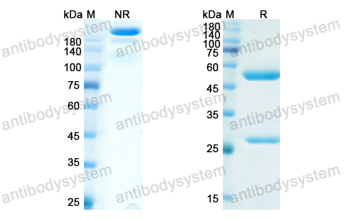 抗 Human CD309/KDR/VEGFR-2 (IMC-1C11) 单克隆抗体,Research Grade Anti-Human CD309/KDR/VEGFR-2 (IMC-1C11) (RHE16601)