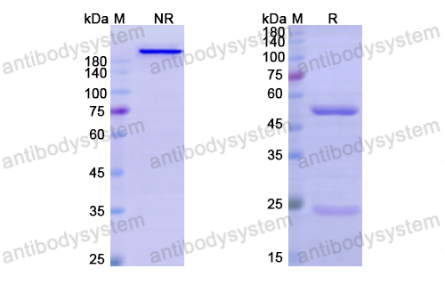 抗 Human CD22 (M972) 单克隆抗体,Research Grade Anti-Human CD22 (M972) (DHD38508)