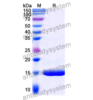 抗 Clostridium botulinum BoNT/B 納米抗體 (SAA0977)(RXX10201),Anti-Clostridium botulinum BoNT/B Nanobody (SAA0977)