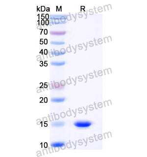 抗 Castor bean Ricin 納米抗體 (SAA0991)(RZZ01809),Anti-Castor bean Ricin Nanobody (SAA0991)