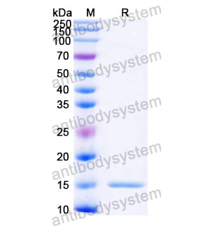 抗 Castor bean Ricin 納米抗體 (SAA0999)(RZZ01811),Anti-Castor bean Ricin Nanobody (SAA0999)