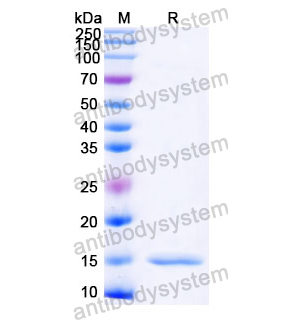 抗 Castor bean Ricin 納米抗體 (SAA1000)(RZZ01812),Anti-Castor bean Ricin Nanobody (SAA1000)