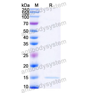 抗 Castor bean Ricin 納米抗體 (SAA1001)(RZZ01813),Anti-Castor bean Ricin Nanobody (SAA1001)