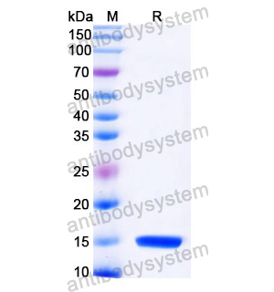 抗 Castor bean Ricin 納米抗體 (SAA1002)(RZZ01814),Anti-Castor bean Ricin Nanobody (SAA1002)