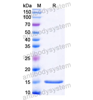 抗 Castor bean Ricin 納米抗體 (SAA1097)(RZZ01816),Anti-Castor bean Ricin Nanobody (SAA1097)