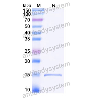 抗 Castor bean Ricin 納米抗體 (SAA1119)(RZZ01817),Anti-Castor bean Ricin Nanobody (SAA1119)