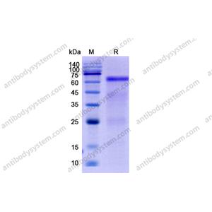 流式抗体：Human GOLM1/GP73 Antibody (SAA0106) FHJ23810,GOLM1/GP73