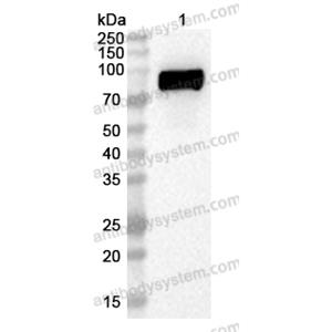 流式抗体：Human CD213a2/IL13RA2 Antibody (47#) FHG85010,CD213a2/IL13RA2