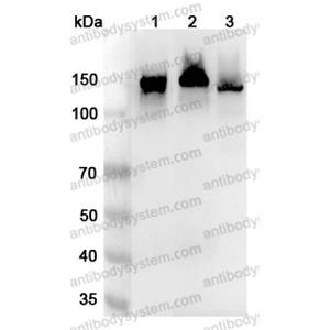 流式抗体：Human CD325/CDH2 Antibody (1H7) FHD31910