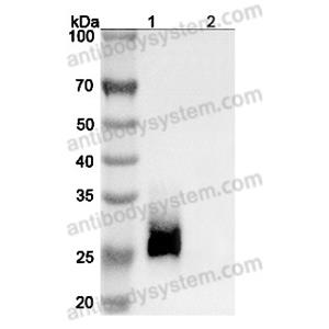 抗 Human CD147/BSG (SAA0324) 单克隆抗体,Research Grade Anti-Human CD147/BSG (SAA0324) (RHE14001)