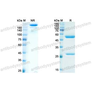 Research Grade Anti-Human CD309/KDR/VEGFR-2 (IMC-1C11) (RHE16601)