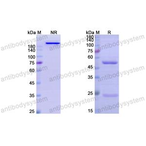 抗 Human CD22 (M972) 单克隆抗体,Research Grade Anti-Human CD22 (M972) (DHD38508)