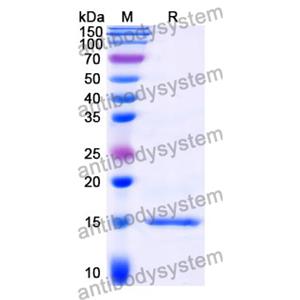 Anti-Clostridium botulinum BoNT/B Nanobody (SAA0938)