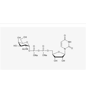 尿嘧啶核苷-5′-二磷酸-N-乙酰氨基半乳糖二钠盐,UDP-GalNAc.2Na