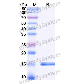 抗 Castor bean Ricin 纳米抗体 (SAA1120)(RZZ01818),Anti-Castor bean Ricin Nanobody (SAA1120)