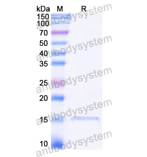 抗 Castor bean Ricin 納米抗體 (SAA1126)(RZZ01819),Anti-Castor bean Ricin Nanobody (SAA1126)