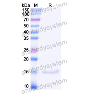 抗 Castor bean Ricin 納米抗體 (SAA1138)(RZZ01820),Anti-Castor bean Ricin Nanobody (SAA1138)