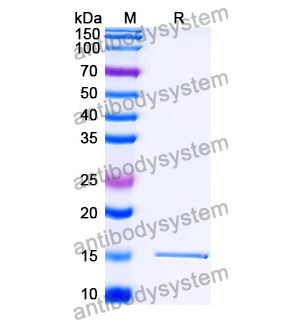 抗 SARS-CoV-2 S Protein 納米抗體 (SAA1100)(RVV00178),Anti-SARS-CoV-2 S Protein Nanobody (SAA1100)