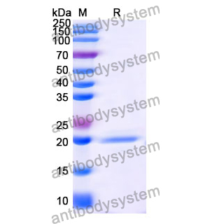 抗 Human CD135/FLT3 納米抗體 (SAA1328)(RHE19101),Anti-Human CD135/FLT3 Nanobody (SAA1328)