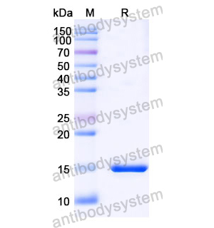 抗 SARS-CoV-2 S Protein 納米抗體 (SAA1076)(RVV00165),Anti-SARS-CoV-2 S Protein Nanobody (SAA1076)