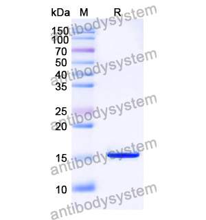 抗 SARS-CoV-2 S Protein 納米抗體 (SAA1060)(RVV00150),Anti-SARS-CoV-2 S Protein Nanobody (SAA1060)