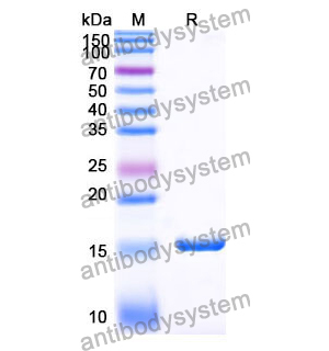 抗 SARS-CoV-2 S Protein 納米抗體 (SAA1043)(RVV00144),Anti-SARS-CoV-2 S Protein Nanobody (SAA1043)