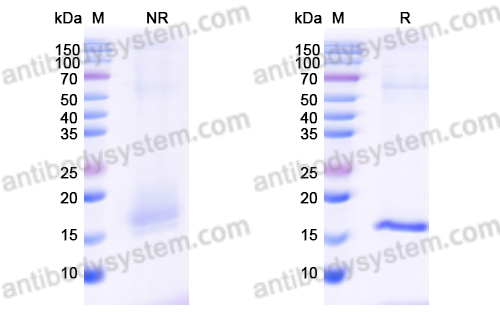 抗 GST 26 纳米抗体 (SAA1199)(RXX51901),Anti-GST 26 Nanobody (SAA1199)