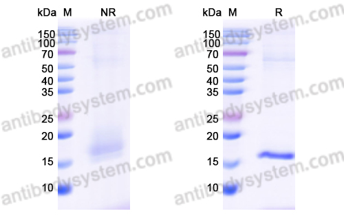 抗 GST 26 納米抗體 (SAA1199)(RXX51901),Anti-GST 26 Nanobody (SAA1199)