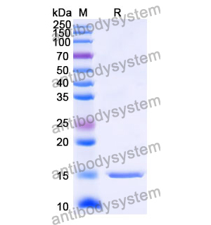 抗 Human AKT1 纳米抗体 (SAA1080)(RHD96502),Anti-Human AKT1 Nanobody (SAA1080)