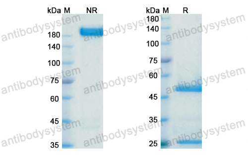 Research Grade BMS-936559/MDX-1105  (DHJ70112)