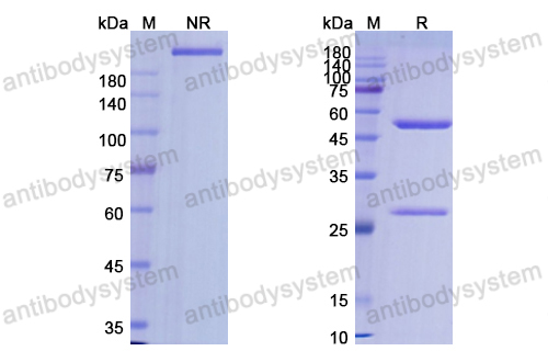 阿仑珠单抗,Research Grade Alemtuzumab(DHD95101)