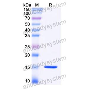 抗 Castor bean Ricin 納米抗體 (SAA1142)(RZZ01821),Anti-Castor bean Ricin Nanobody (SAA1142)