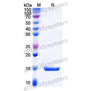 抗 Castor bean Ricin 納米抗體 (SAA1149)(RZZ01824),Anti-Castor bean Ricin Nanobody (SAA1149)