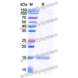 Anti-Human CD197/CCR7 Nanobody (SAA1349)