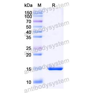 Anti-SARS-CoV-2 S Protein Nanobody (SAA1076)